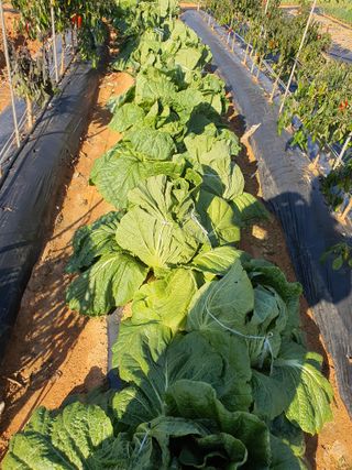 이용순님의 자유주제 · 자유게시판 작성글 사진