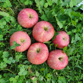 김미선님의 사과 · 영농일지 작성글 사진