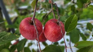 김미선님의 사과 · 영농일지 작성글 사진