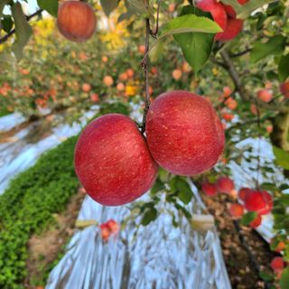 김미선님의 사과 · 영농일지 작성글 사진