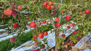 김미선님의 사과 · 영농일지 작성글 사진