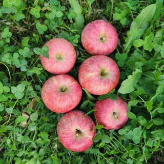 김미선님의 사과 · 영농일지 작성글 사진