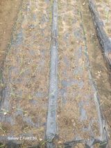 팜모닝 양파·영농일지 게시글 이미지