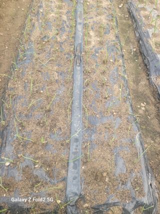 최덕병님의 양파 · 영농일지 작성글 사진