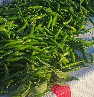 한밭농원님의 자유주제 · 자유게시판 작성글 사진