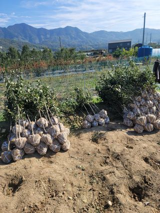 일심묘목농원님의 자유주제 · 자유게시판 작성글 사진