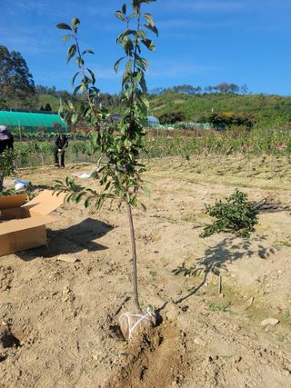 일심묘목농원님의 자유주제 · 자유게시판 작성글 사진