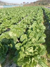 팜모닝 배추·영농일지 게시글 이미지