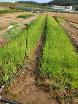 팜모닝 양파·자유게시판 게시글 이미지