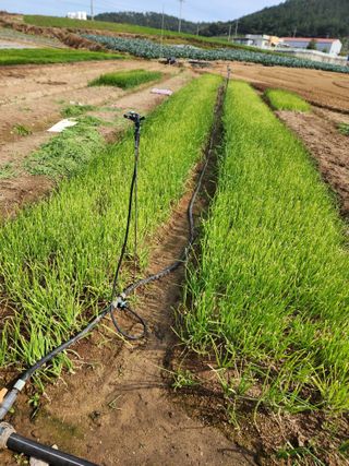 선돌농부님의 양파 · 자유게시판 작성글 사진