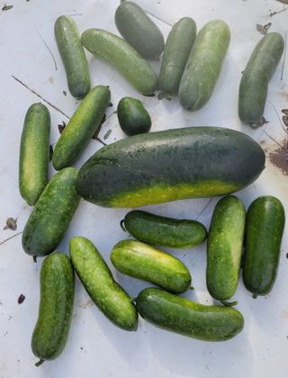 원빈님의 자유주제 · 자유게시판 작성글 사진