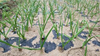 경주 천년미소님의 마늘 · 영농일지 작성글 사진