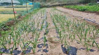 경주 천년미소님의 마늘 · 영농일지 작성글 사진