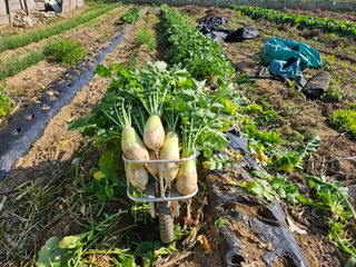 경달현님의 배추 · 영농일지 작성글 사진