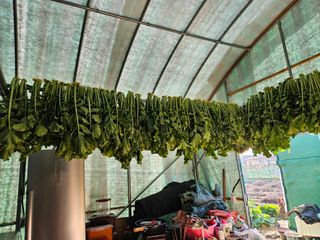 경달현님의 배추 · 영농일지 작성글 사진