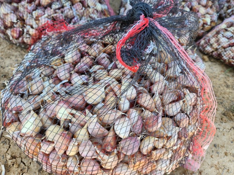 조한솔님의 장터 판매 상품 [홍산마늘 1대종 씨마늘 쪽분리 중하크기 1kg(350알 전후) 한정수량] 첨부 사진