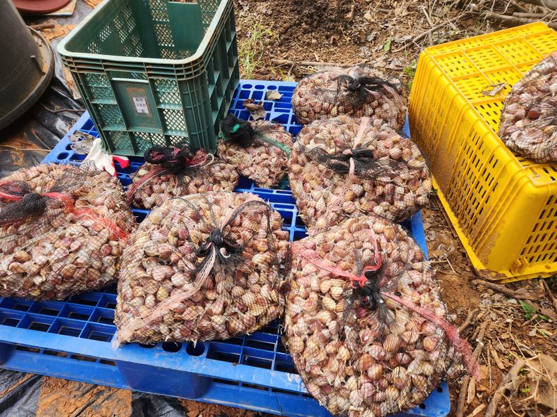 조한솔님의 장터 판매 상품 [홍산마늘 1대종 씨마늘 쪽분리 중하크기 1kg(350알 전후) 한정수량] 첨부 사진
