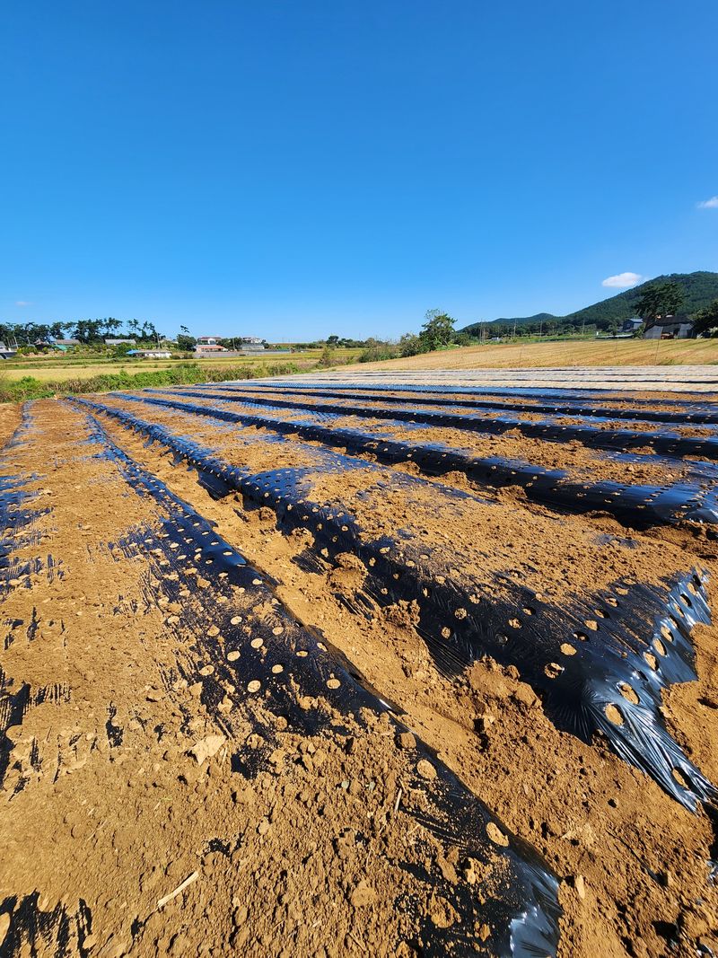 조한솔님의 장터 판매 상품 [홍산마늘 1대종 씨마늘 쪽분리 중하크기 1kg(350알 전후) 한정수량] 첨부 사진