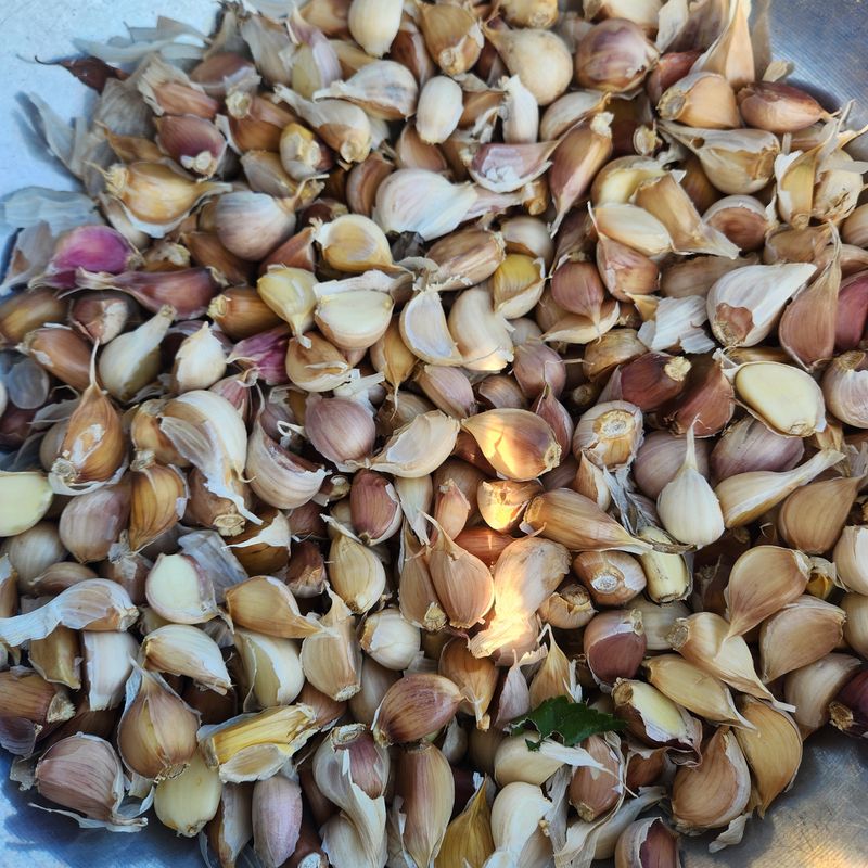 조한솔님의 장터 판매 상품 [홍산마늘 1대종 씨마늘 쪽분리 중하크기 1kg(350알 전후) 한정수량] 첨부 사진