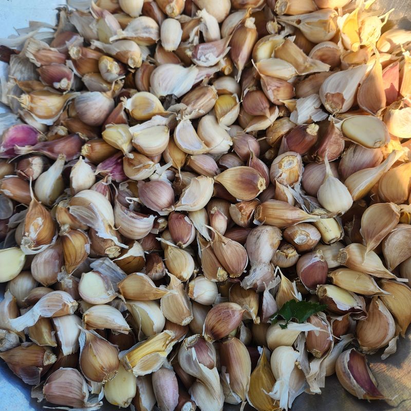 조한솔님의 장터 판매 상품 [홍산마늘 1대종 씨마늘 쪽분리 중하크기 1kg(350알 전후) 한정수량] 첨부 사진