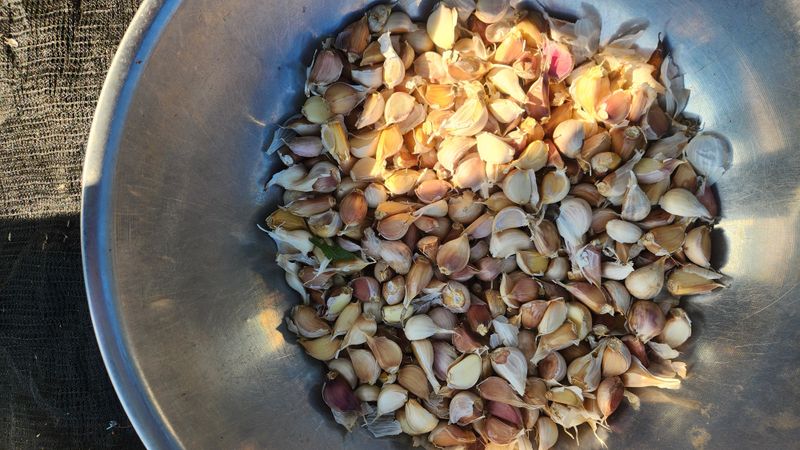 조한솔님의 장터 판매 상품 [홍산마늘 1대종 씨마늘 쪽분리 중하크기 1kg(350알 전후) 한정수량] 첨부 사진