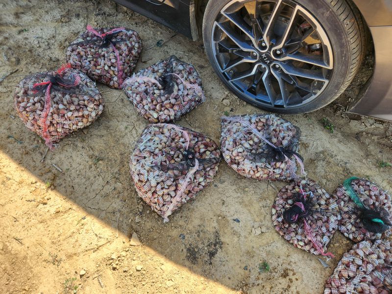 조한솔님의 장터 판매 상품 [홍산마늘 1대종 씨마늘 쪽분리 중하크기 1kg(350알 전후) 한정수량] 첨부 사진