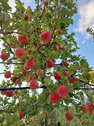 트라이애플1님의 사과 · 영농일지 작성글 사진