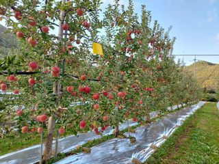 트라이애플1님의 사과 · 영농일지 작성글 사진