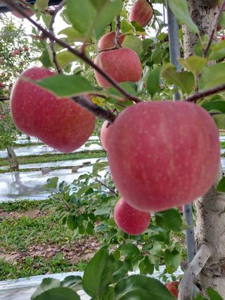 트라이애플1님의 사과 · 영농일지 작성글 사진