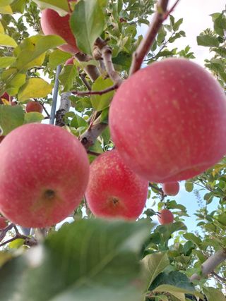 트라이애플1님의 사과 · 영농일지 작성글 사진