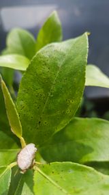 팜모닝 기타작물·병해충상담 게시글 이미지