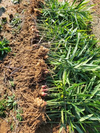 권동현님의 배추 · 영농일지 작성글 사진