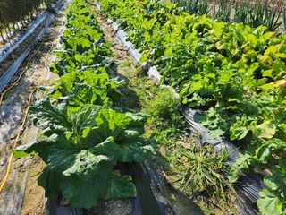 권동현님의 배추 · 영농일지 작성글 사진