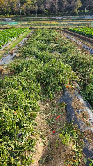 전문철님의 고추 · 병해충상담 작성글 사진