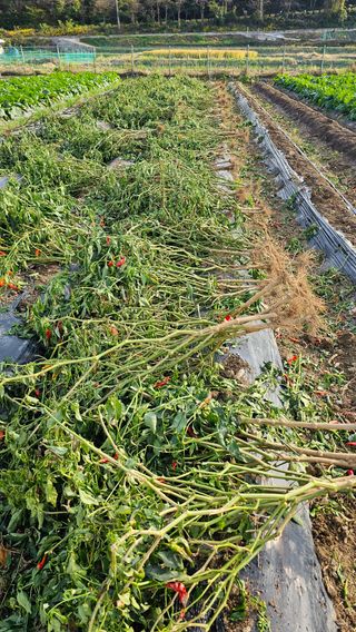 전문철님의 고추 · 병해충상담 작성글 사진