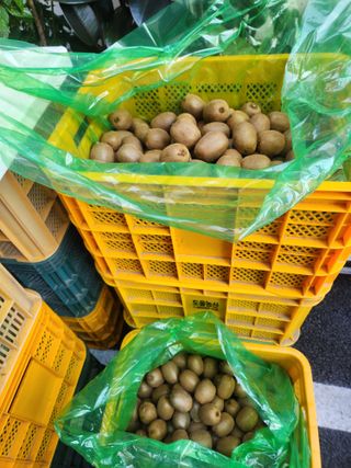 김영명님의 기타작물 · 영농일지 작성글 사진