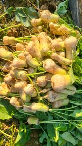 팜모닝 기타작물·영농일지 게시글 이미지