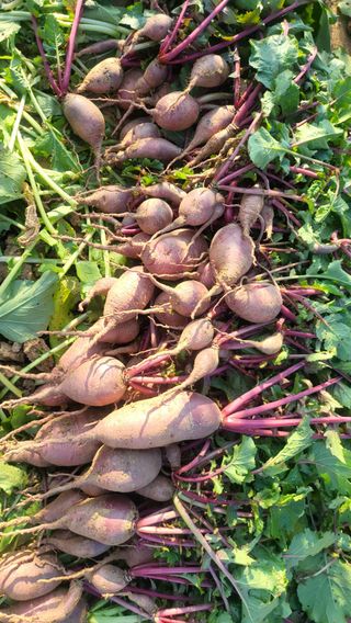 초보님의 기타작물 · 영농일지 작성글 사진