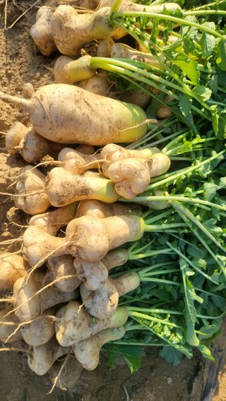 초보님의 기타작물 · 영농일지 작성글 사진