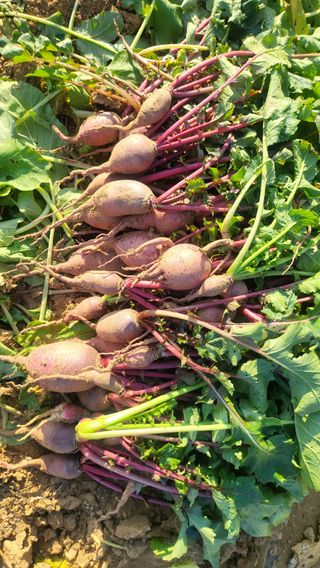 초보님의 기타작물 · 영농일지 작성글 사진