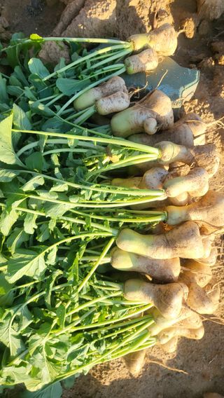 초보님의 기타작물 · 영농일지 작성글 사진