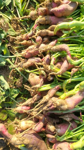 초보님의 기타작물 · 영농일지 작성글 사진