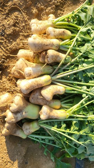 초보님의 기타작물 · 영농일지 작성글 사진