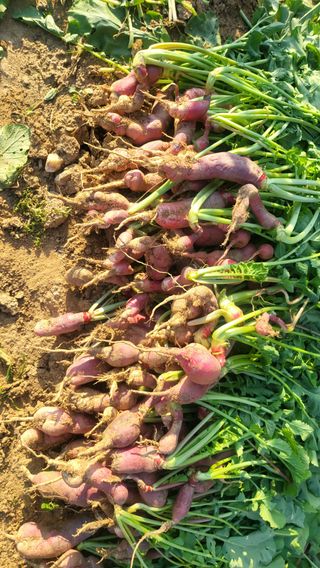 초보님의 기타작물 · 영농일지 작성글 사진