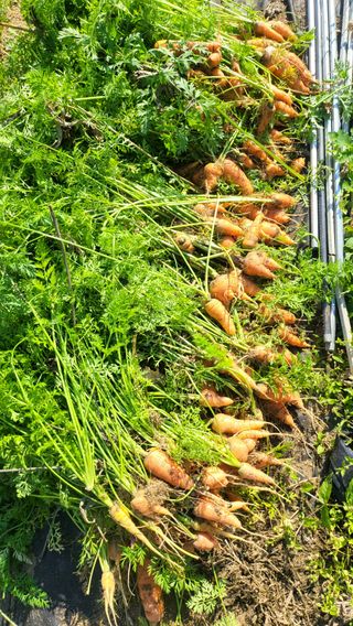 초보님의 기타작물 · 영농일지 작성글 사진