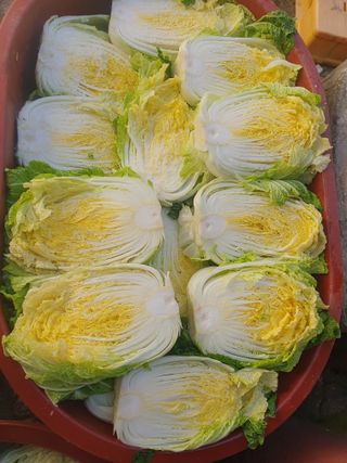 안비님의 자유주제 · 자유게시판 작성글 사진