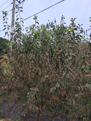 두견새님의 자두 · 영농일지 작성글 사진