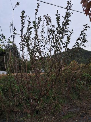 두견새님의 자두 · 영농일지 작성글 사진