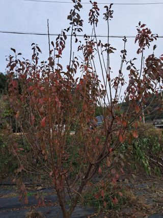 두견새님의 자두 · 영농일지 작성글 사진