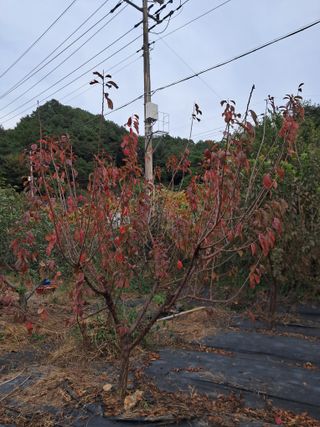 두견새님의 자두 · 영농일지 작성글 사진